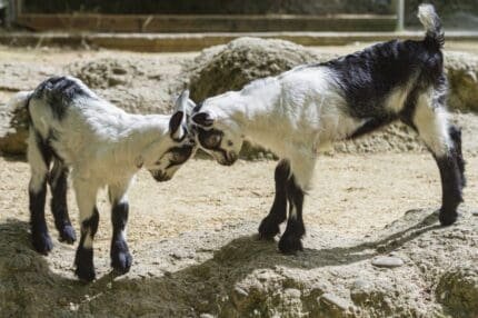 Buy peacock goat for sale online