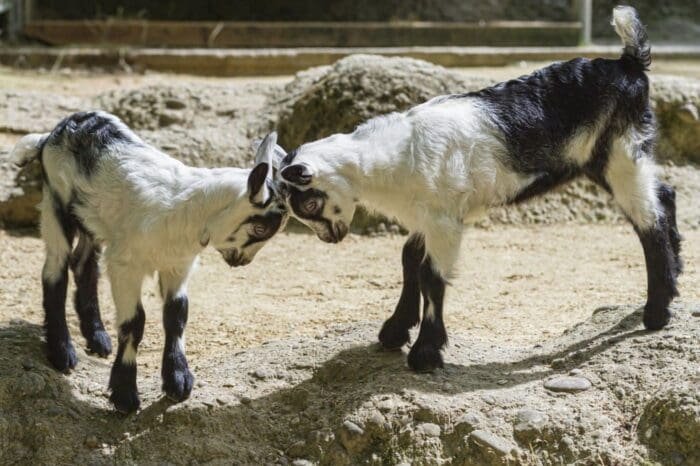 Buy peacock goat for sale online