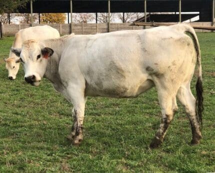 Buy piedmontese cattle for sale online