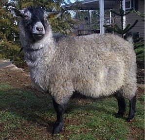 Buy pygora goat for sale online