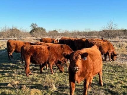 Buy red angus cattle for sale online