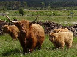 Buy scottish highland cow for sale online
