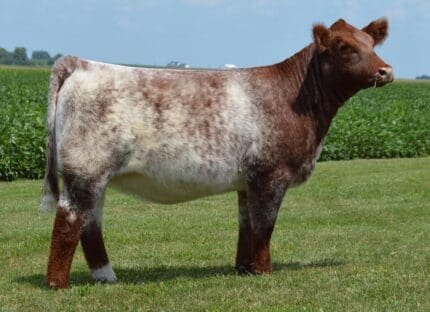 Buy shorthorn cattle for sale online