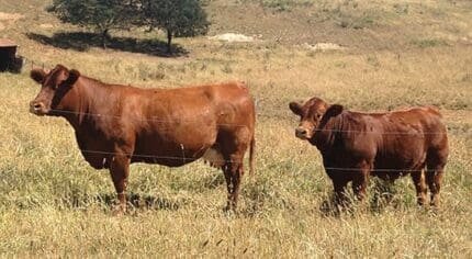 Buy simmental cattle for sale online