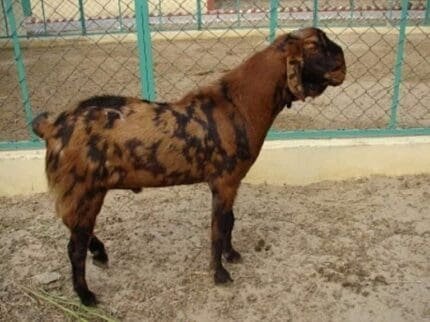 Buy sirohi goat for sale online