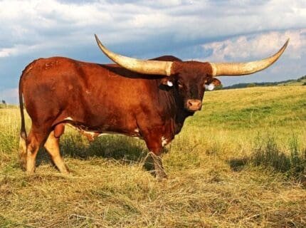 Buy texas longhorn cattle for sale online