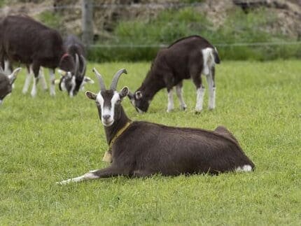 Buy thuringian goat for sale online