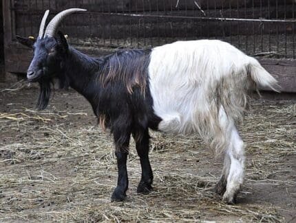 Buy valais blackneck goat for sale online