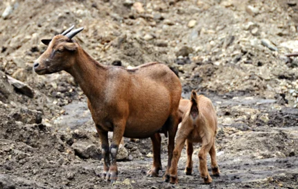 african dwarf goat