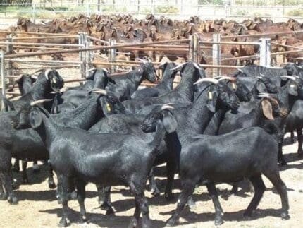 black bengal goat for sale