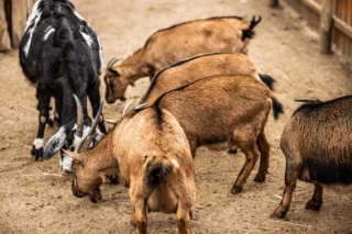 cameroon dwarf goat for sale