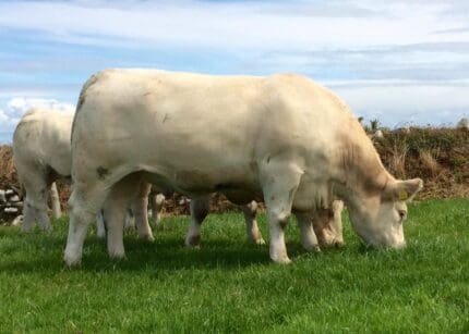 charolais cows for sale