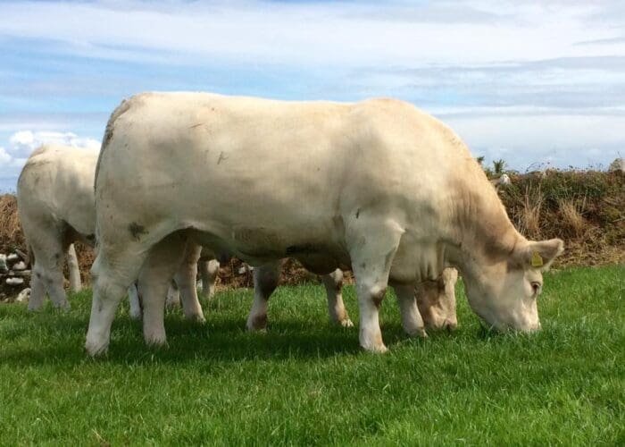 charolais cows for sale
