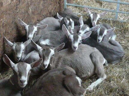 toggenburg goat for sale