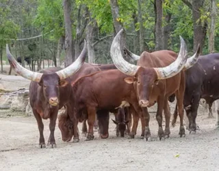 watusi cattle for sale